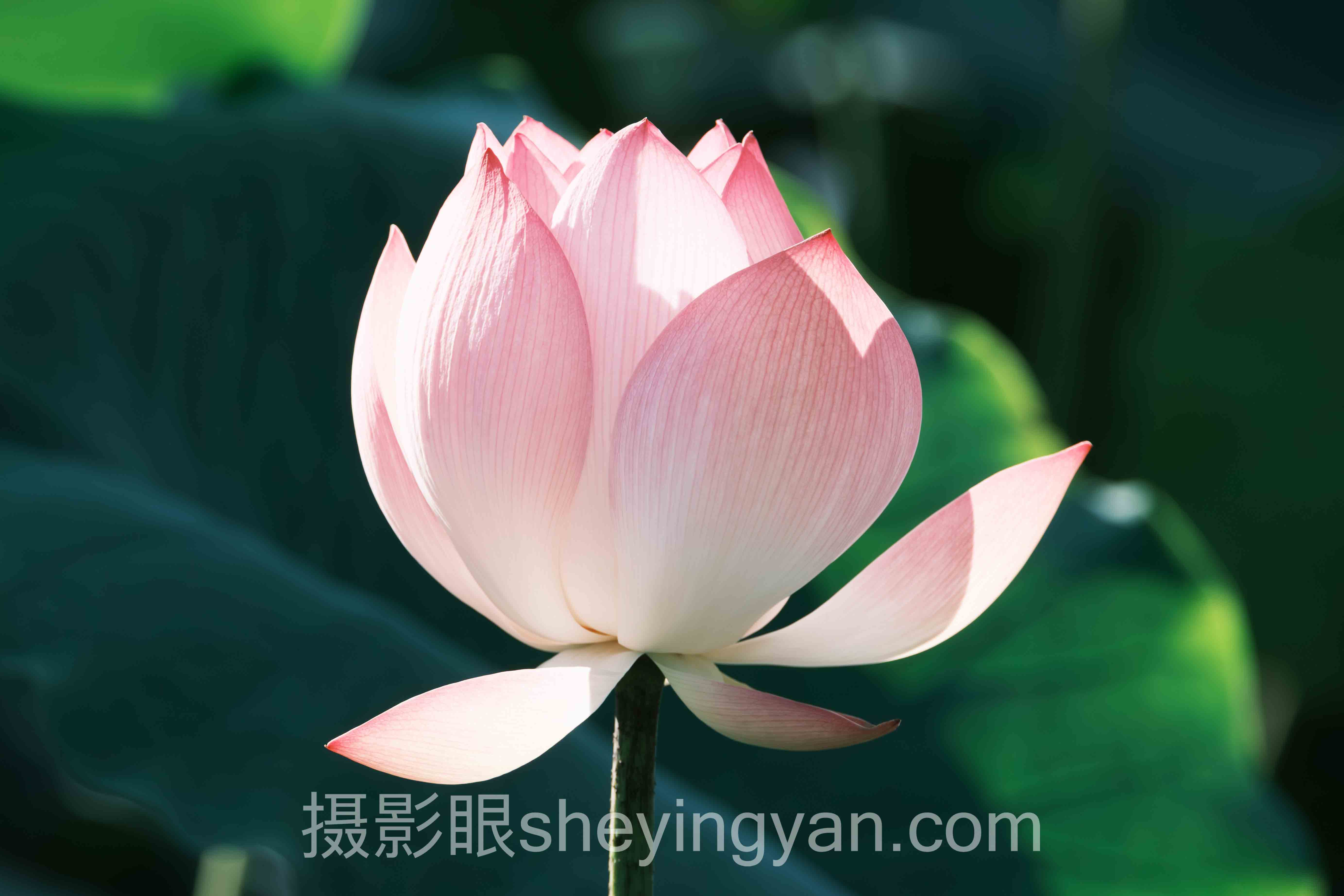 不报班也能学好摄影深度评测：5种自学路径全面解析