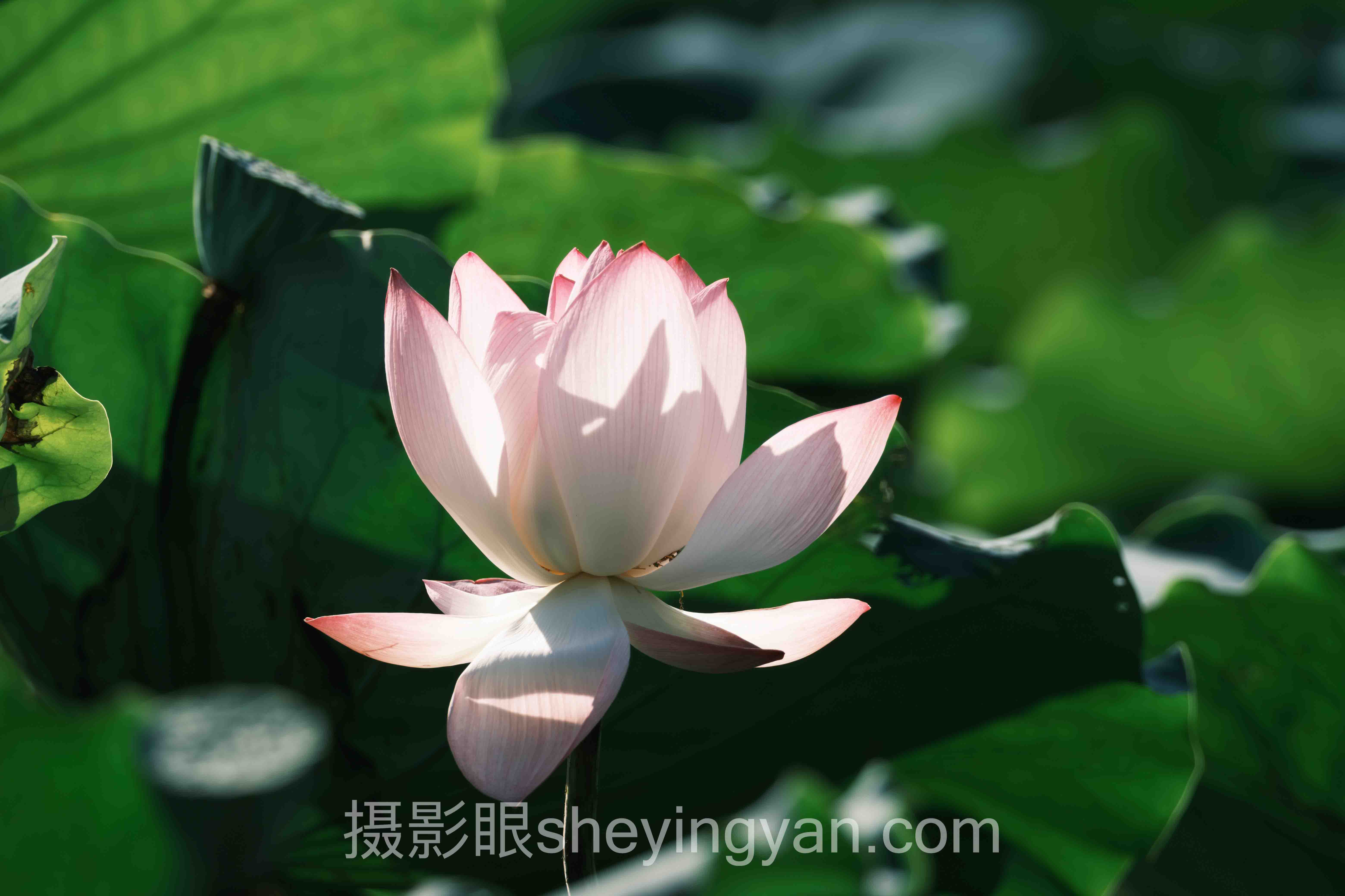 摄影眼官网入门避坑指南：7个关键要点全梳理