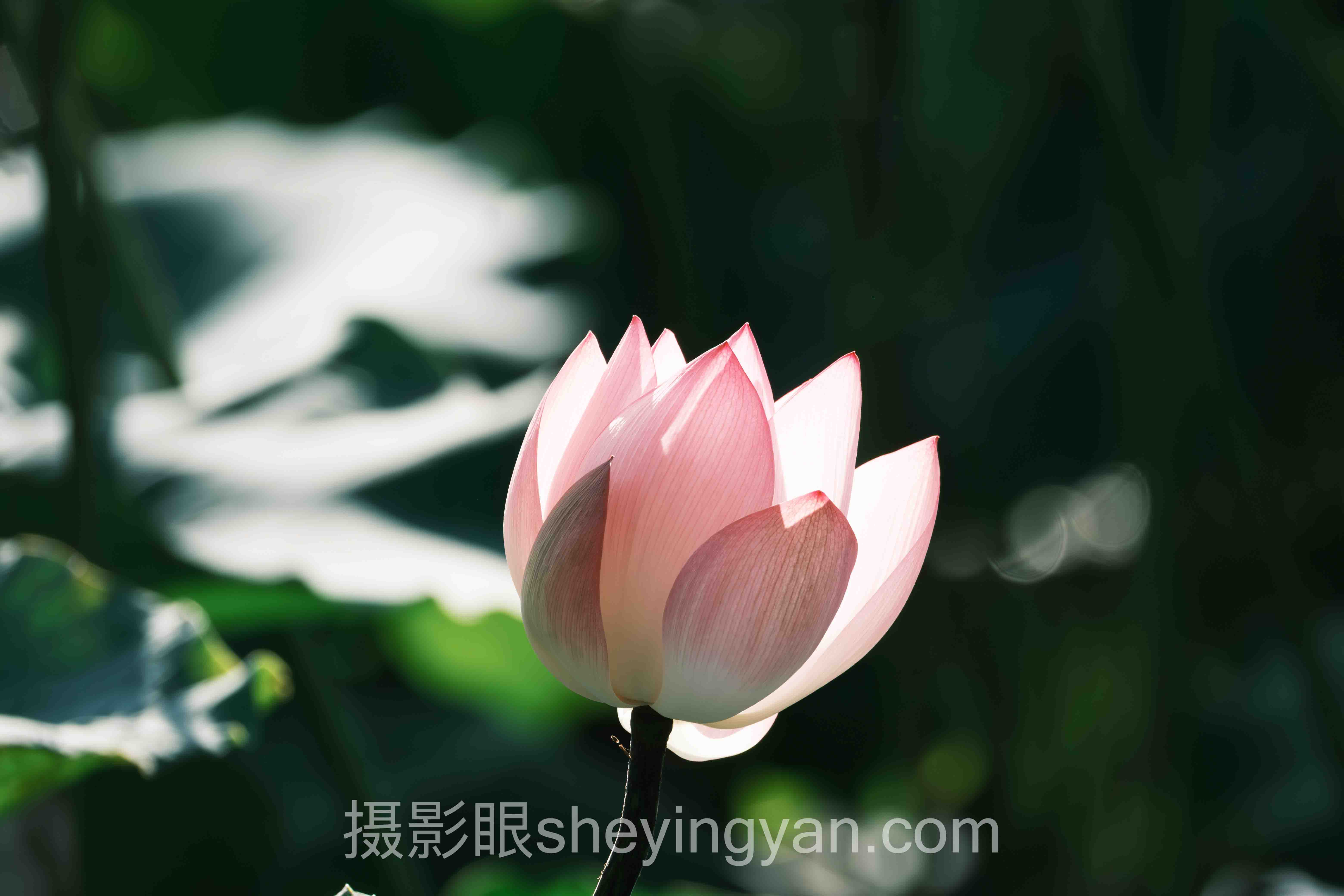 光影判断训练