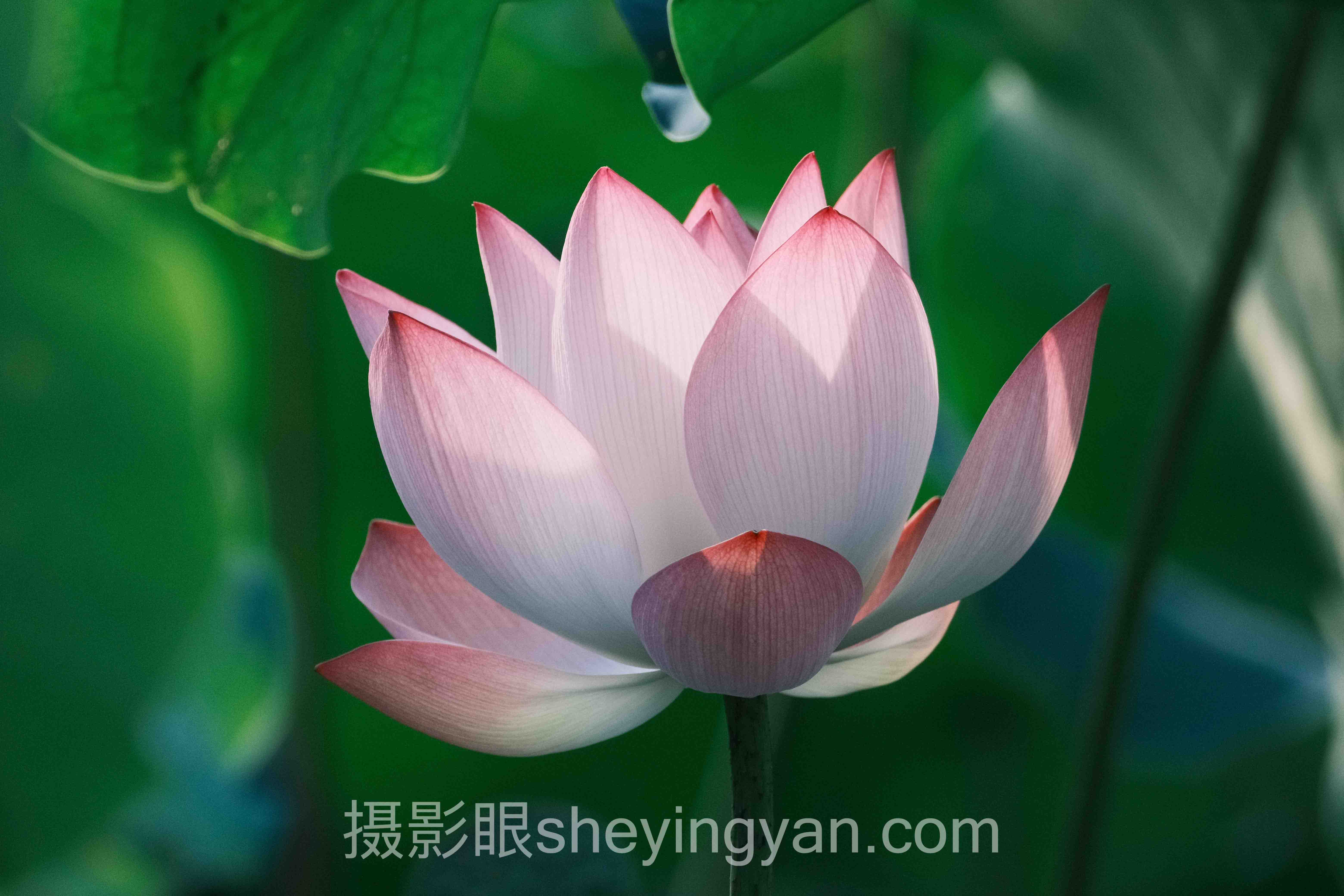 摄影眼官方APP下载
