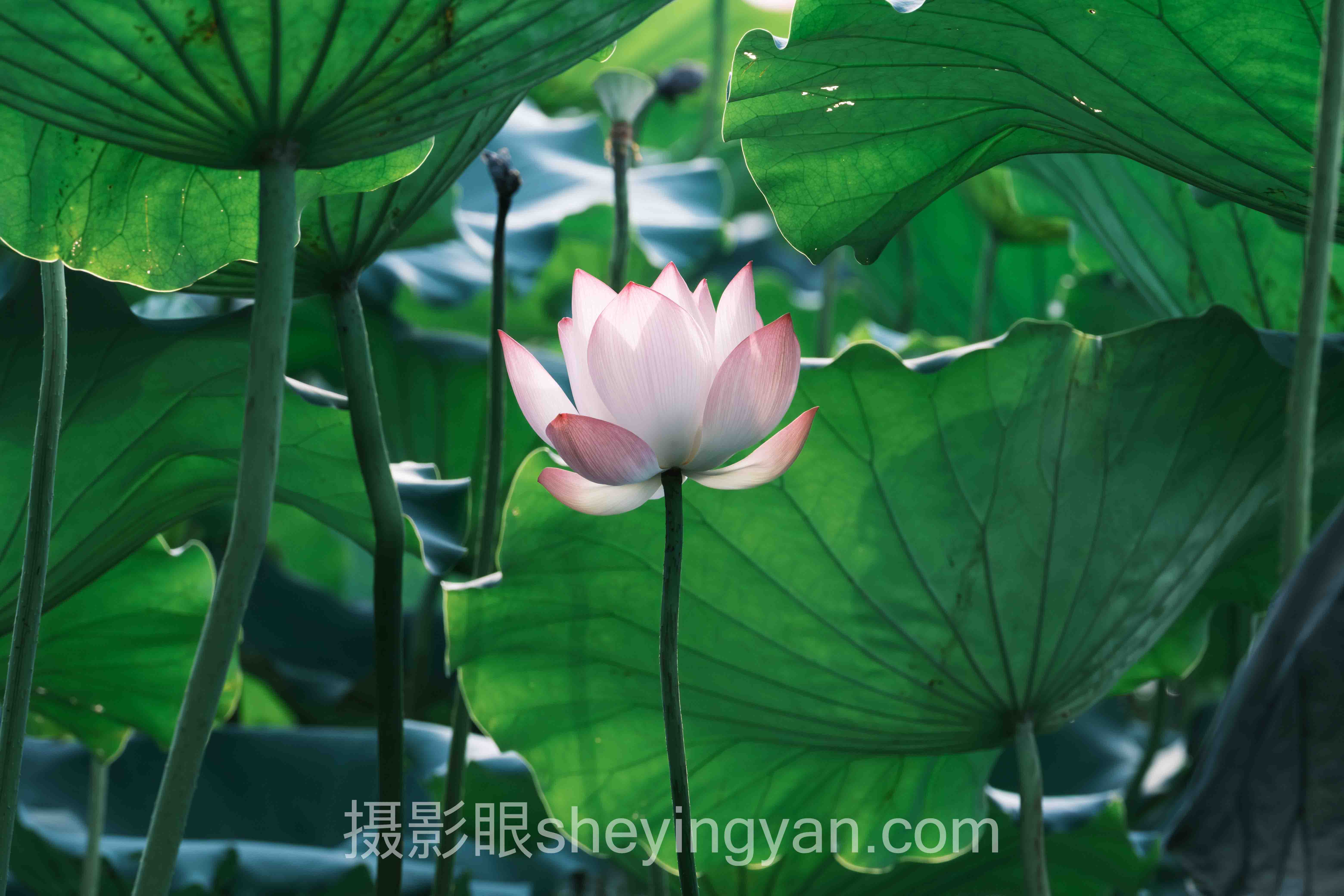 关于摄影进步最快的方法技巧的5个关键问题，一次说清