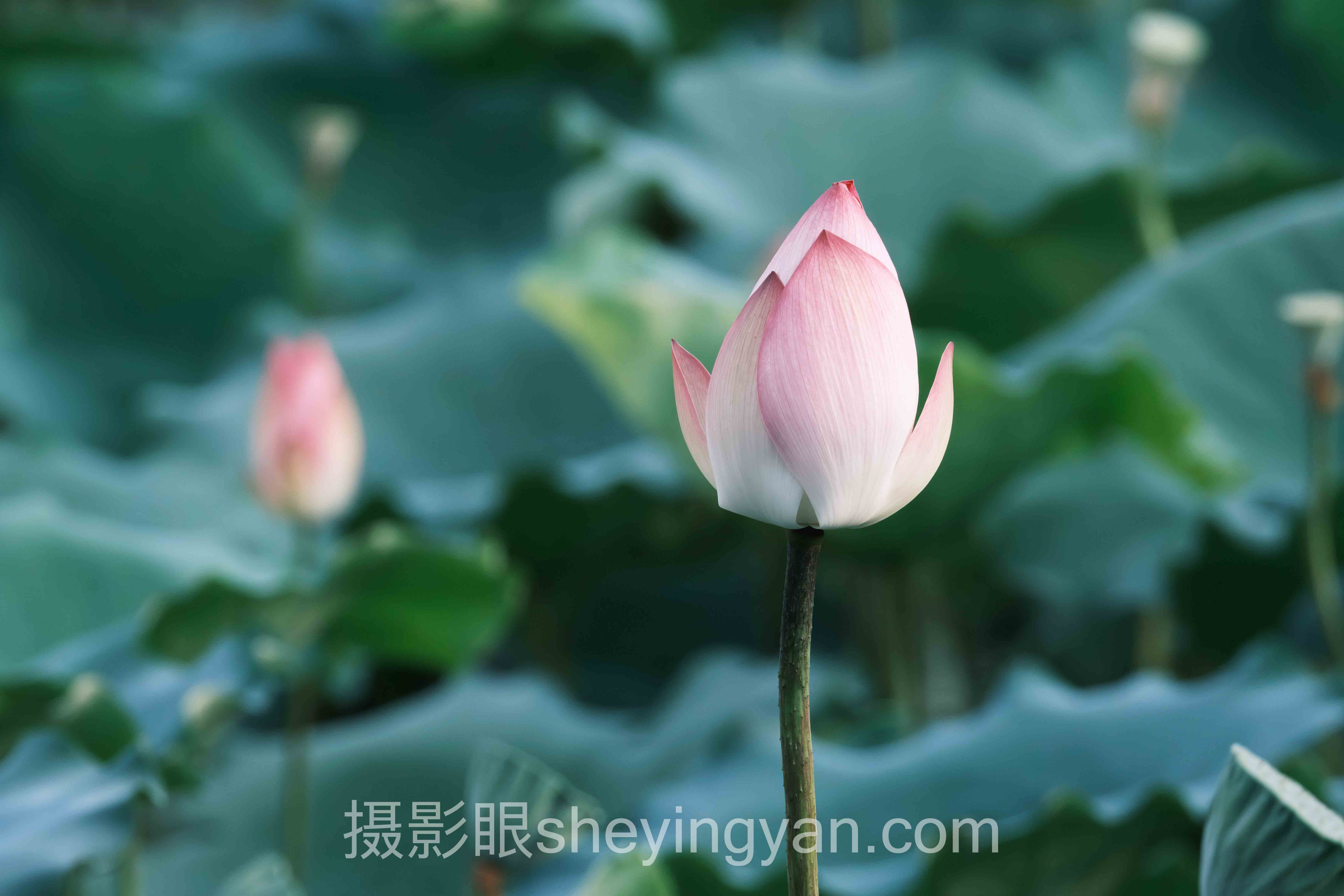 摄影审美提升技巧主流方案横向对比:哪个更适合你?