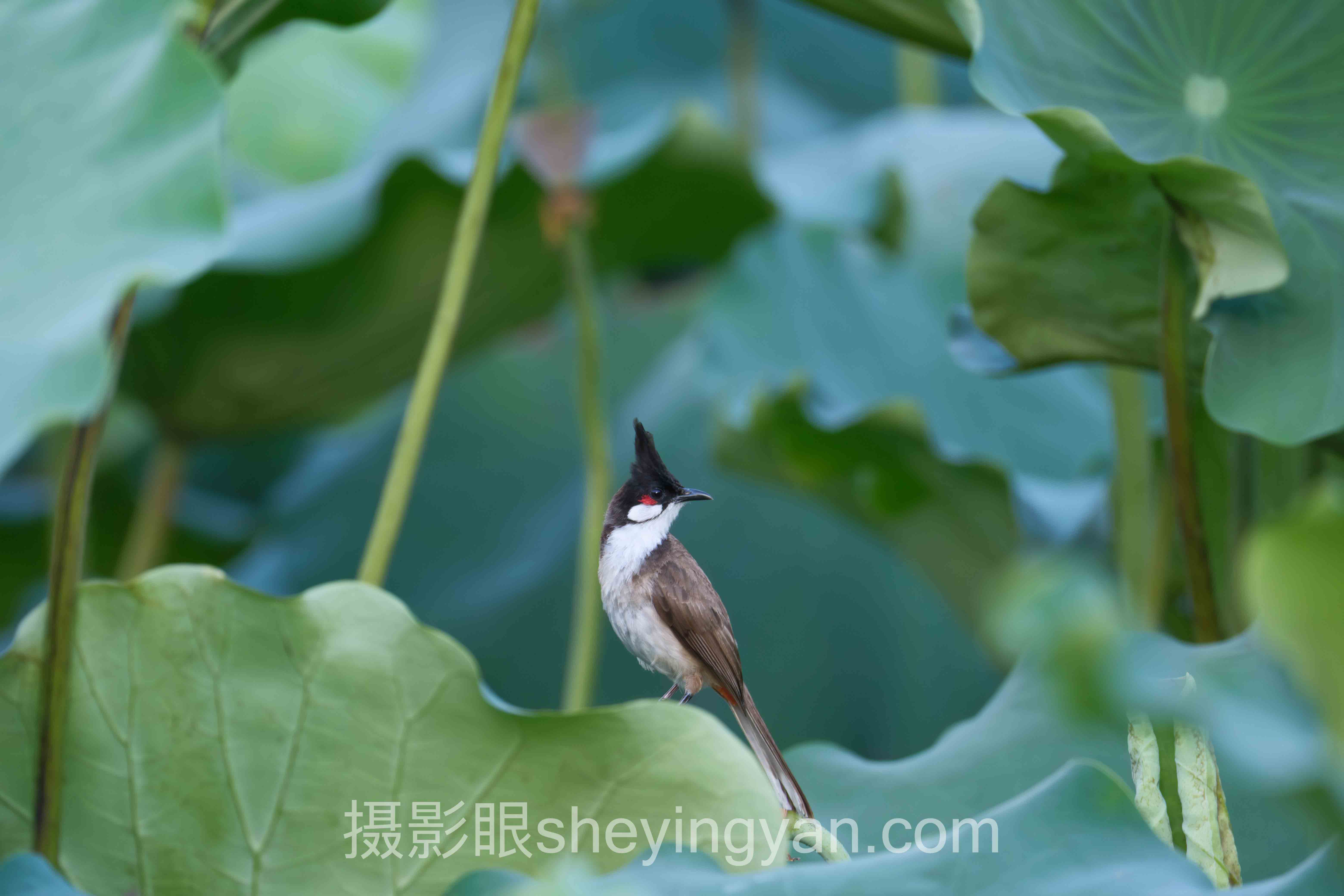 摄影点评平台深度评测:5种选择全面解析