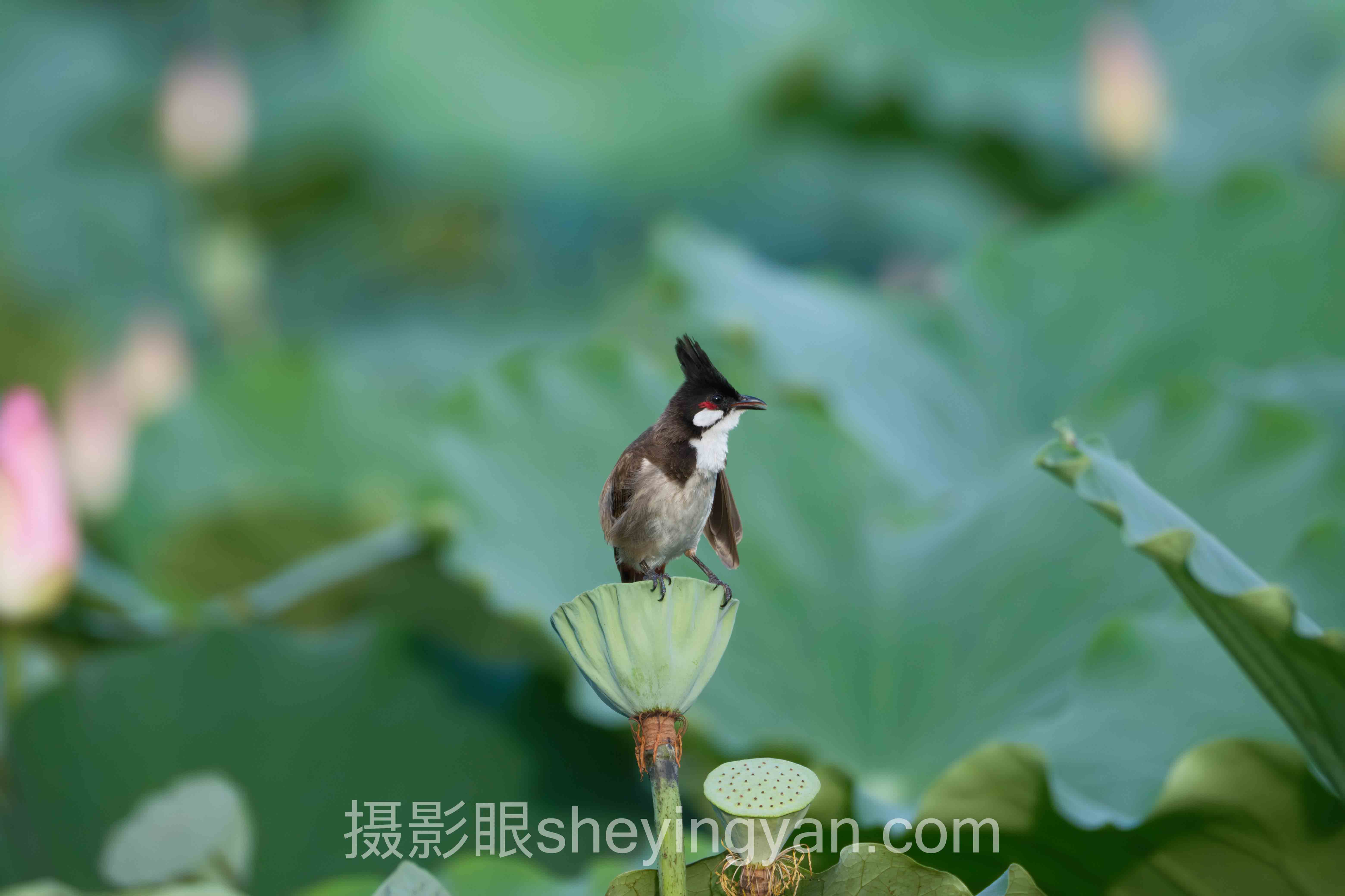 AI评分维度解析