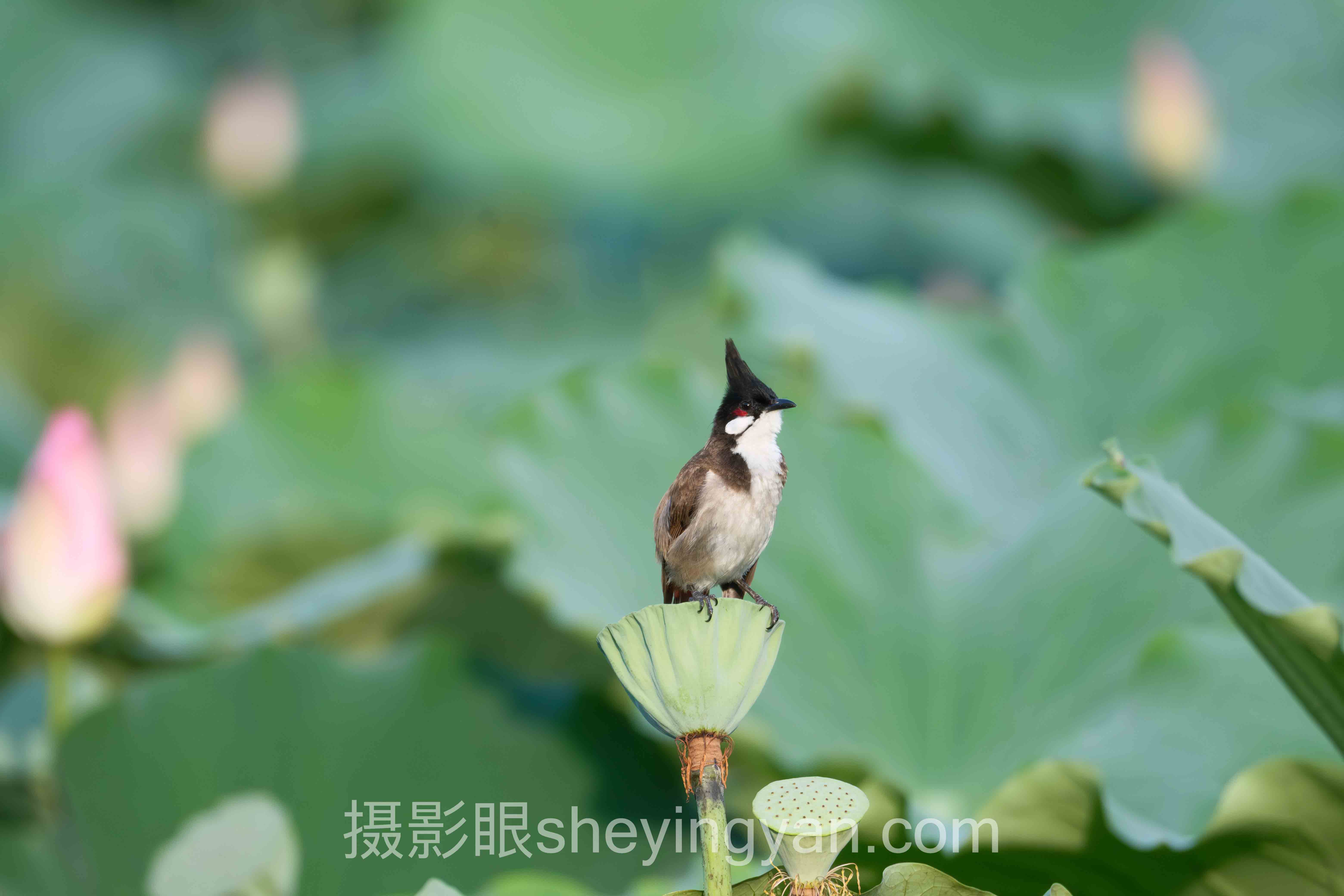 手机摄影眼训练官网全问答：你想知道的都在这里