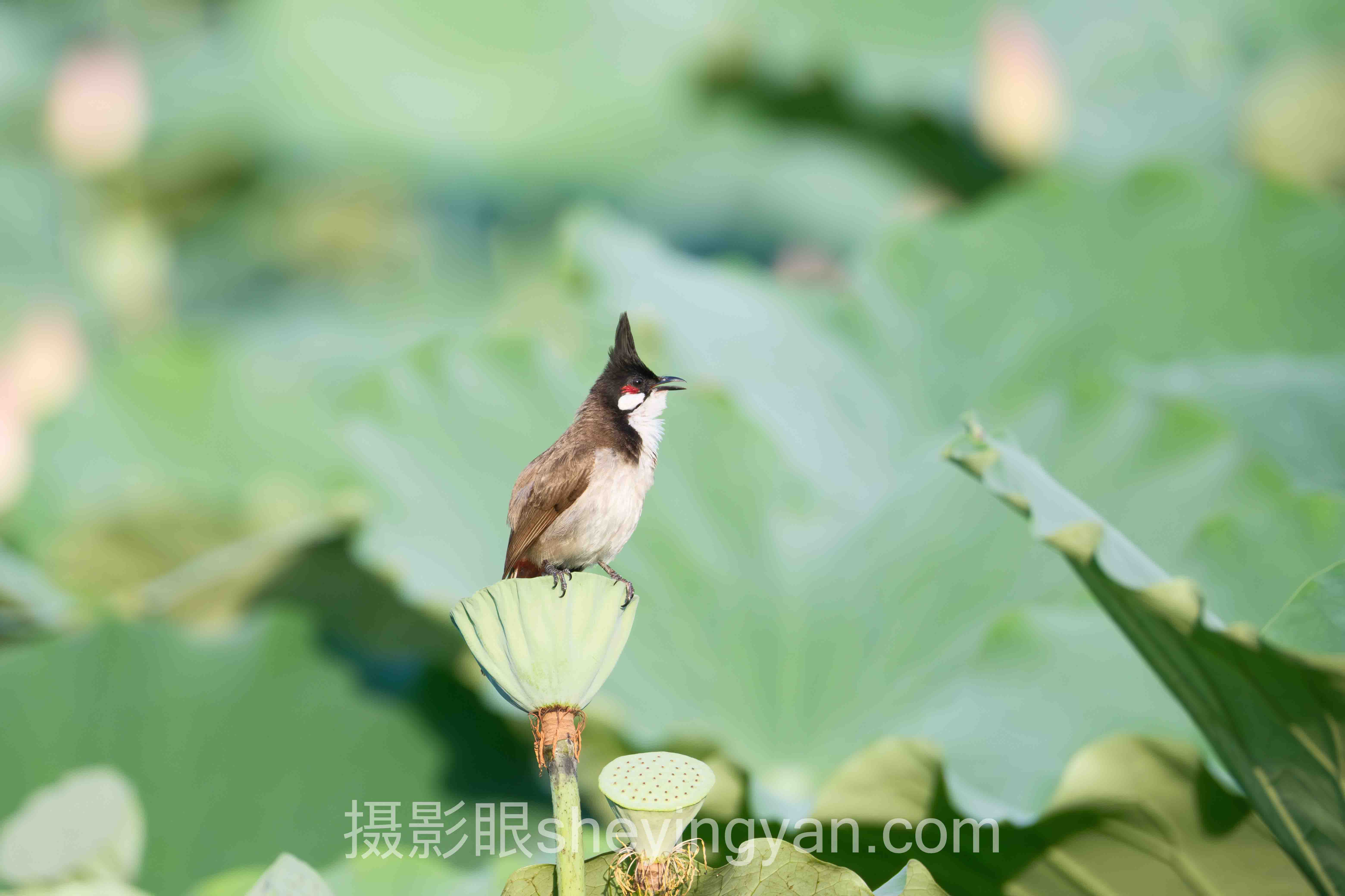 摄影眼官网付费课程值得买吗:现状、挑战与未来趋势深度分析