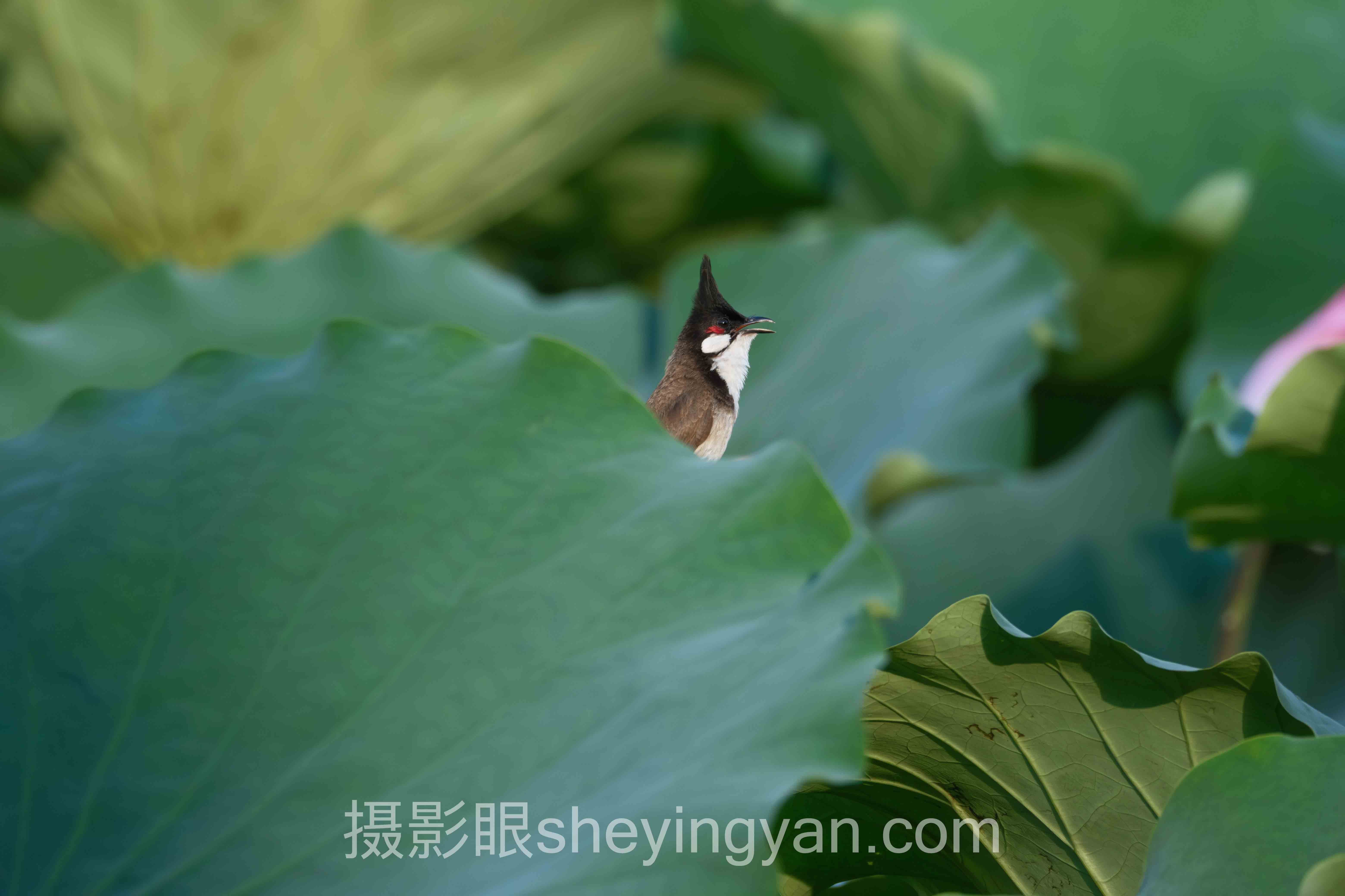 摄影眼官网入口登录主流方案横向对比：哪个更适合你？