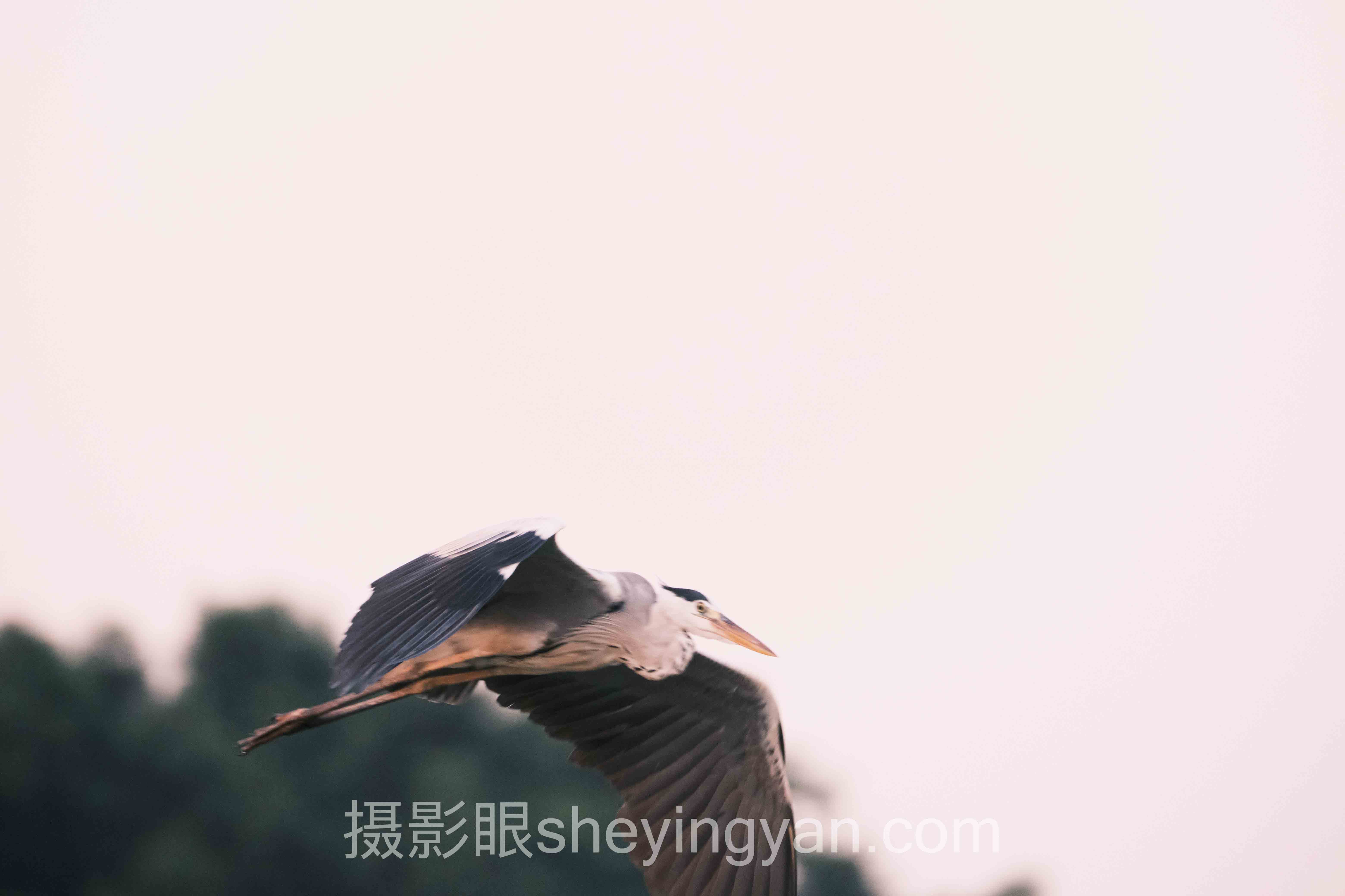 2024年摄影新手入门手机还是单反数据报告：7组关键趋势与洞察