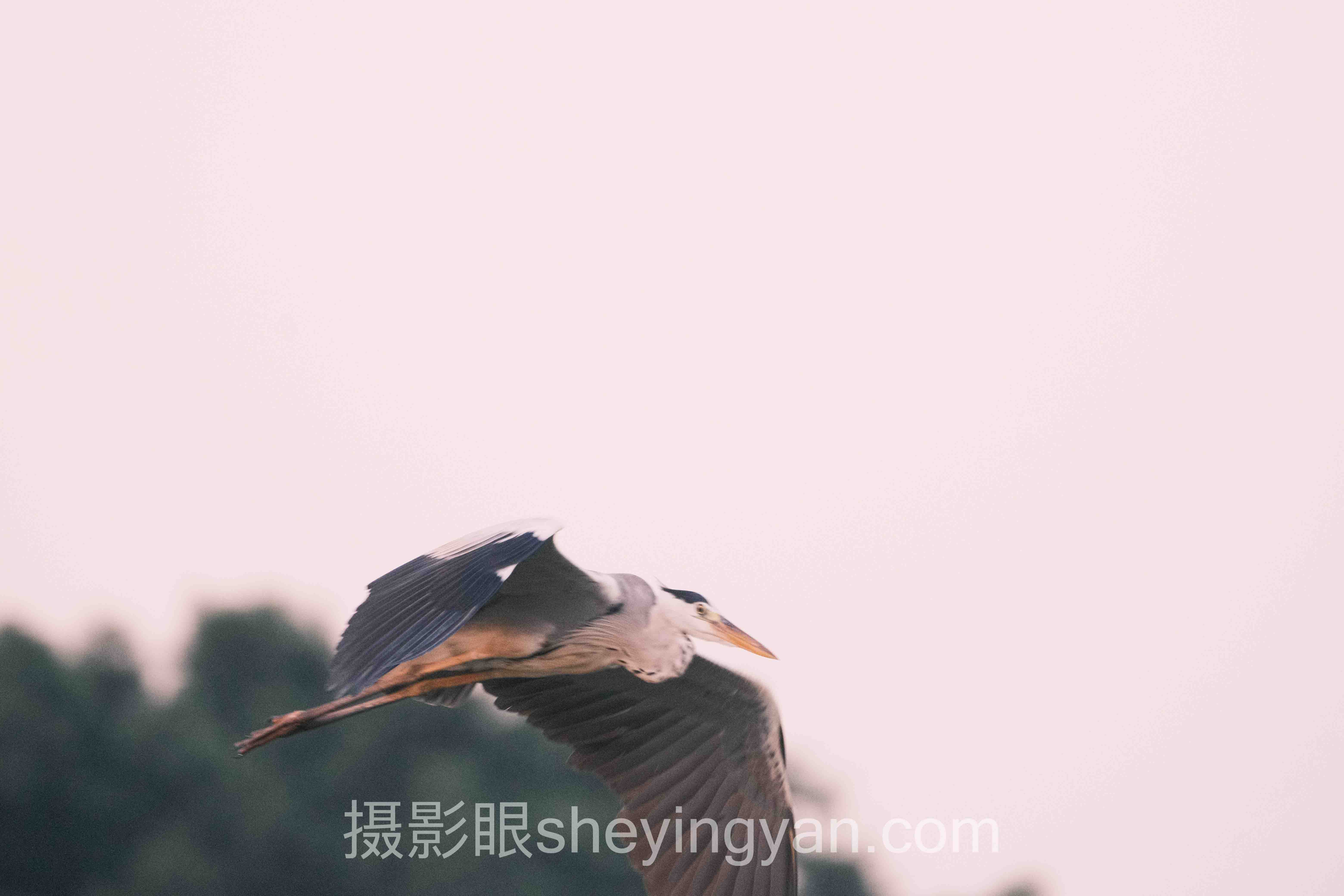 摄影快速进步训练法全景解读：问题根源与破局之道