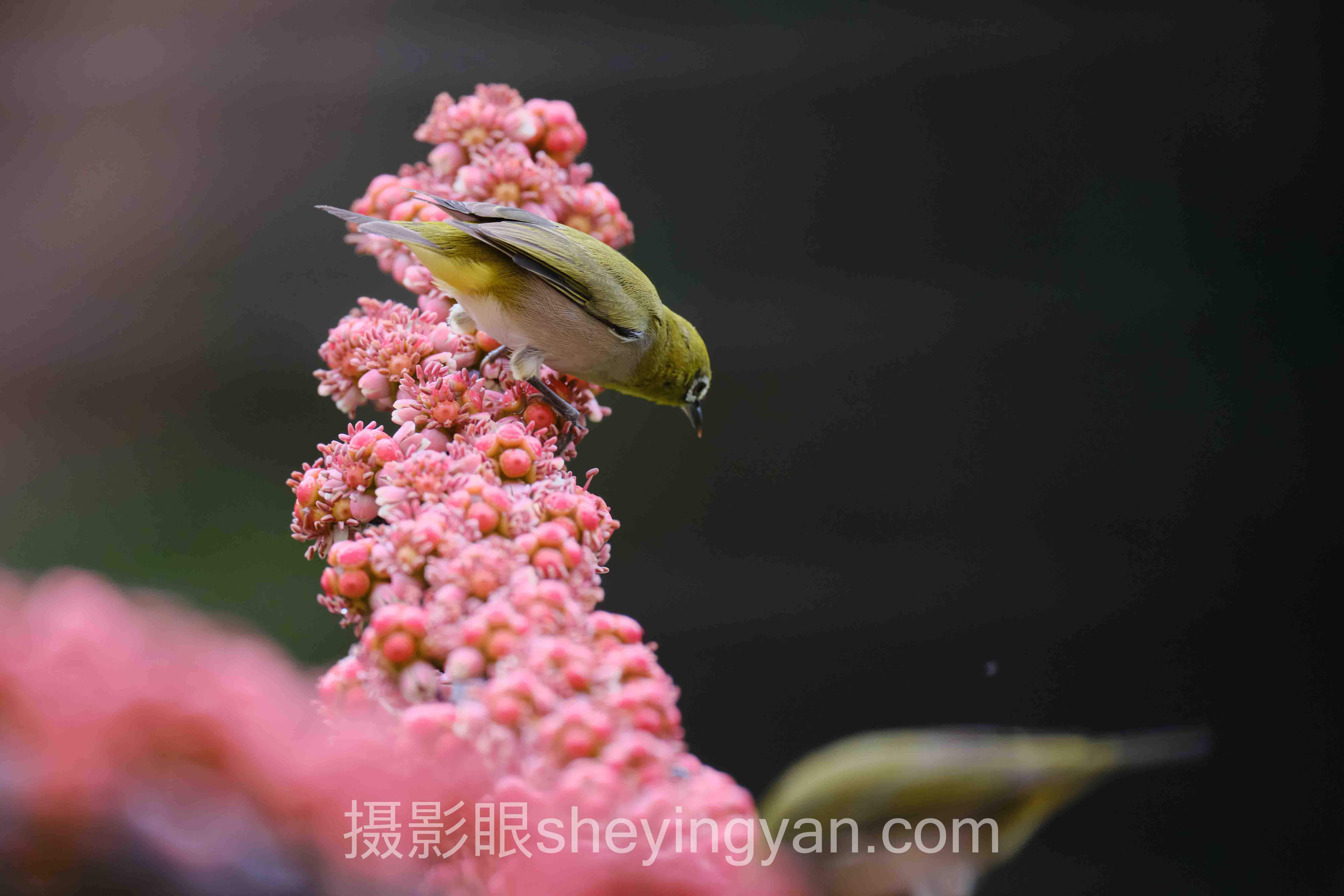 摄影眼课程推荐