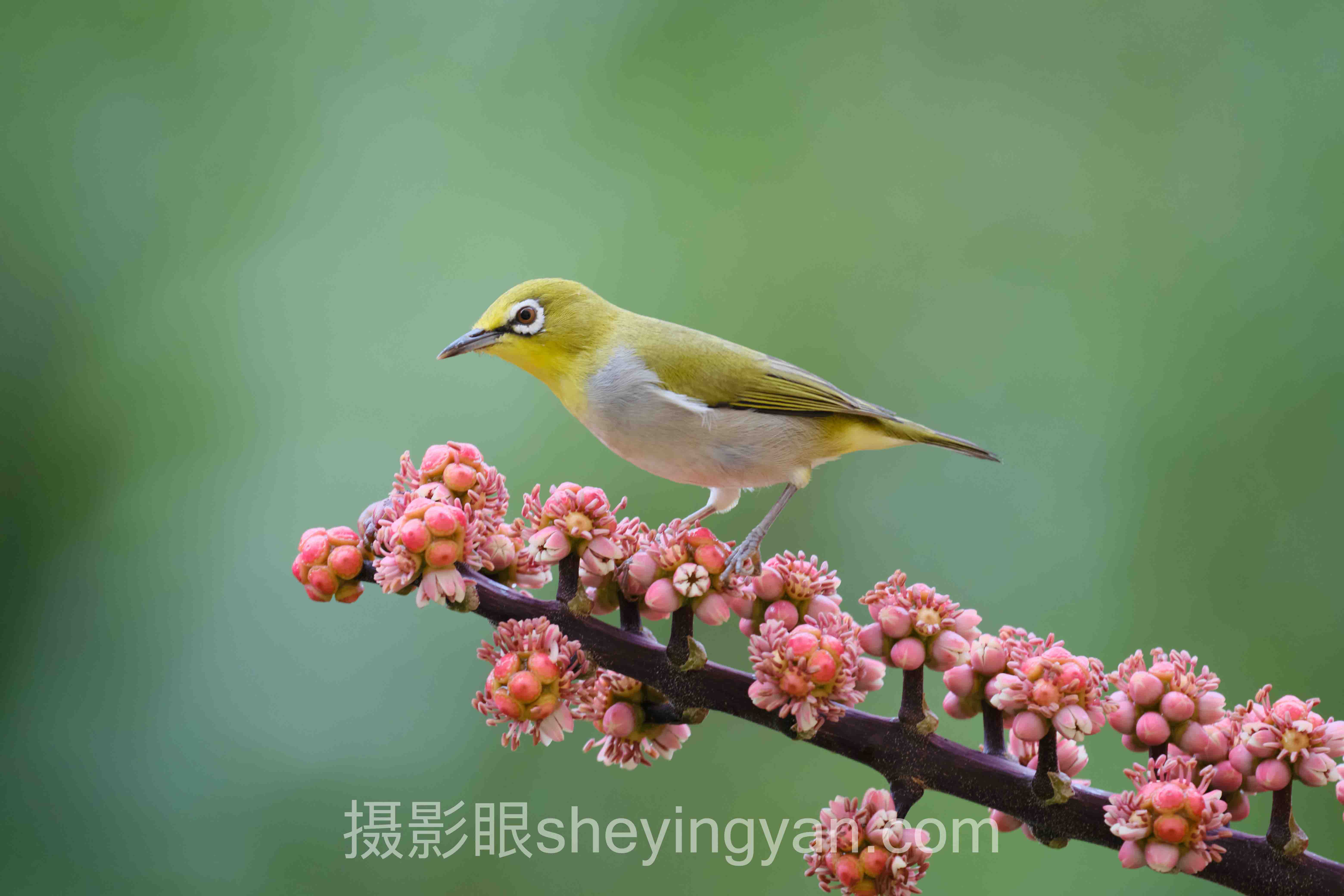 哈苏X2D/X2D II与X1D区别避坑指南：7个关键要点全梳理