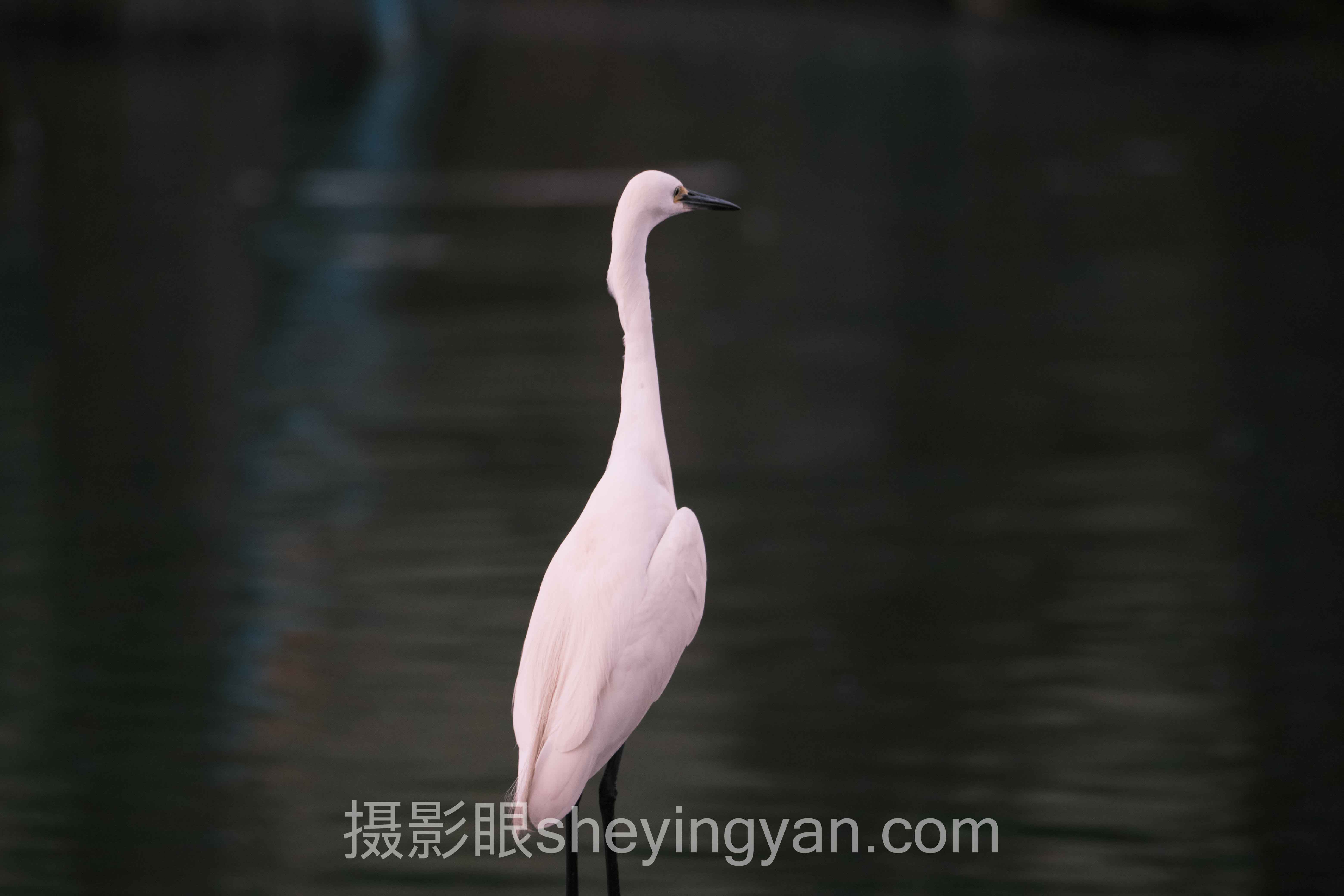 导师
