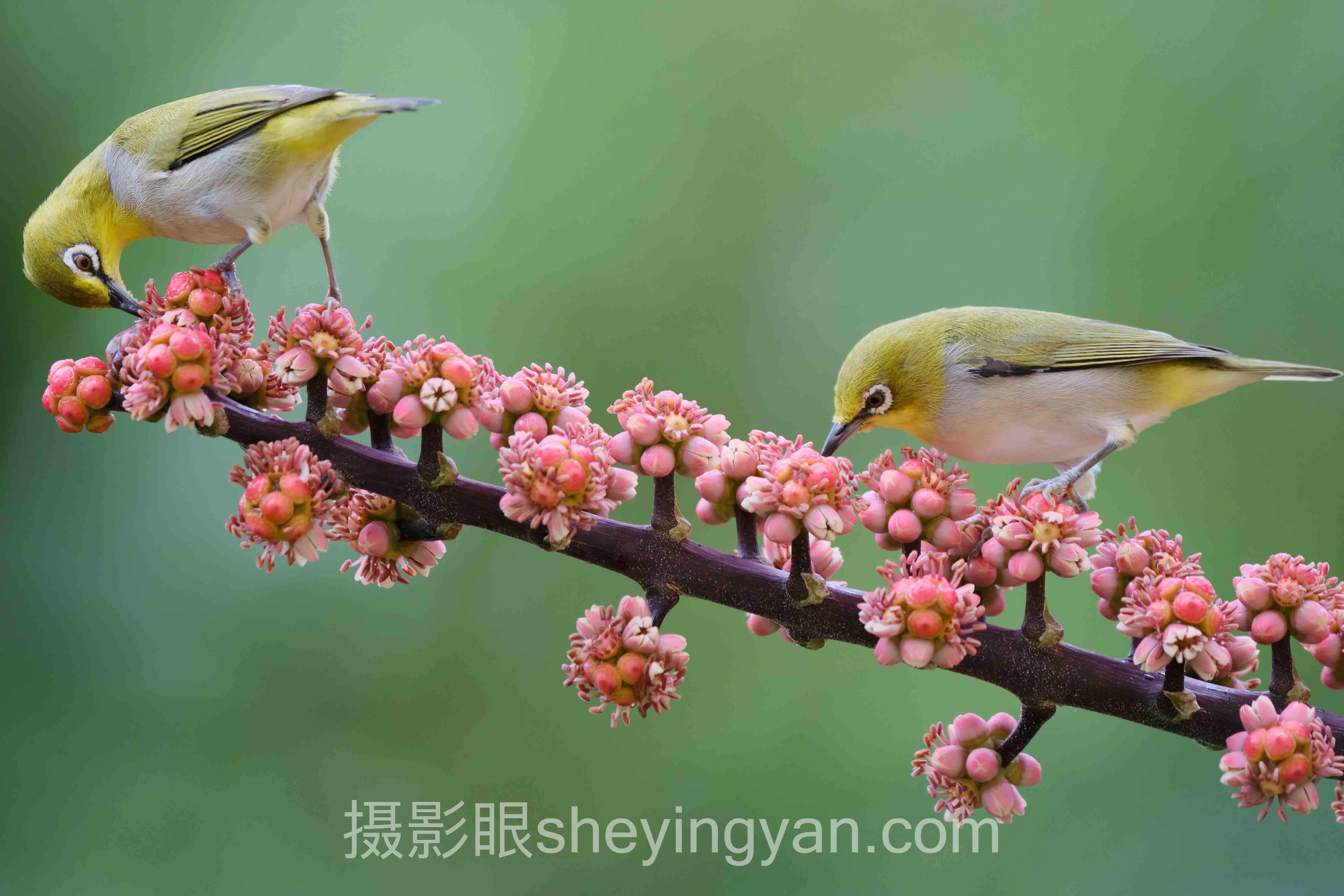摄影点评网站推荐完整指南：从入门到精通的7个步骤