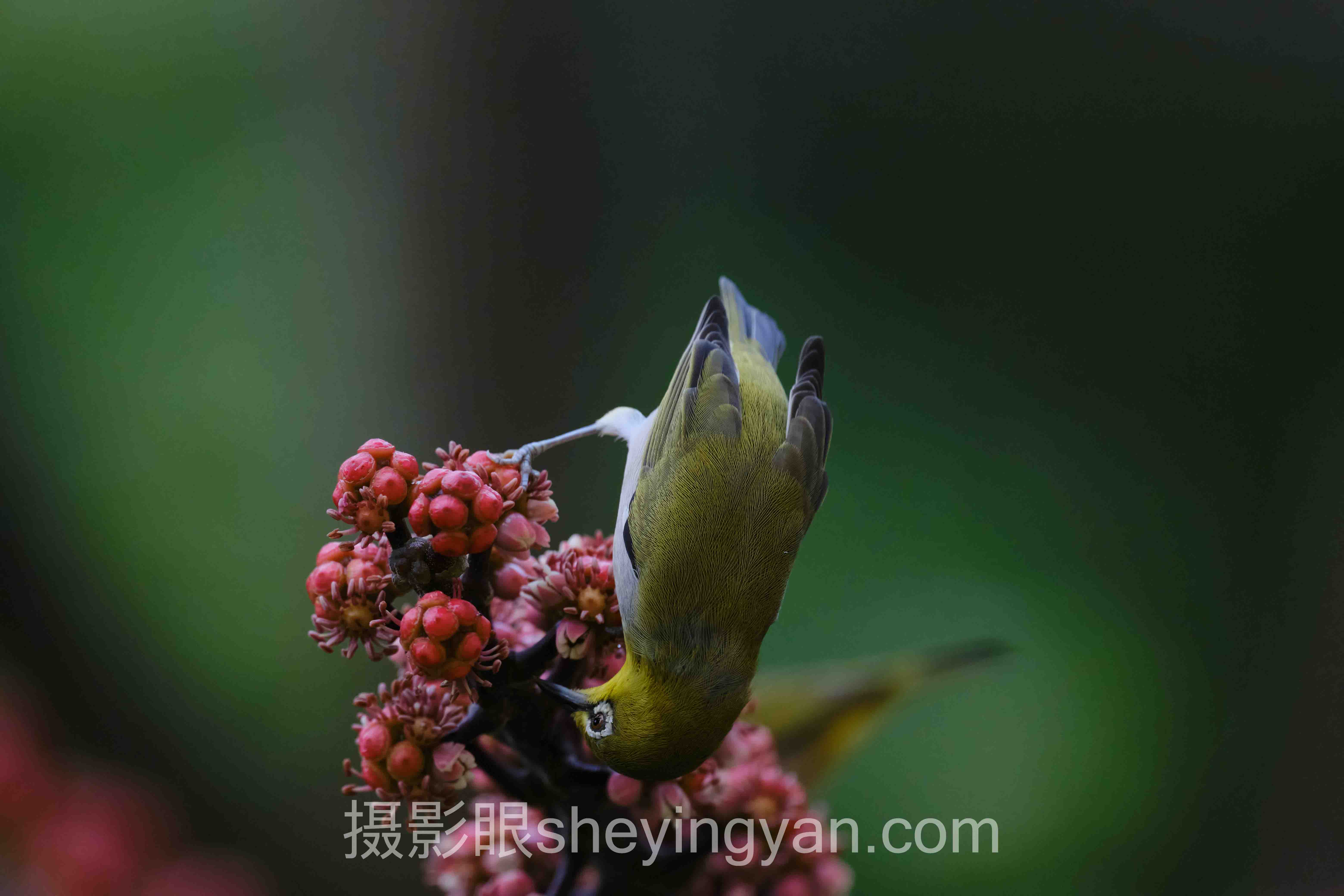 对话行业专家：胶片摄影风格特点的关键洞察与前瞻