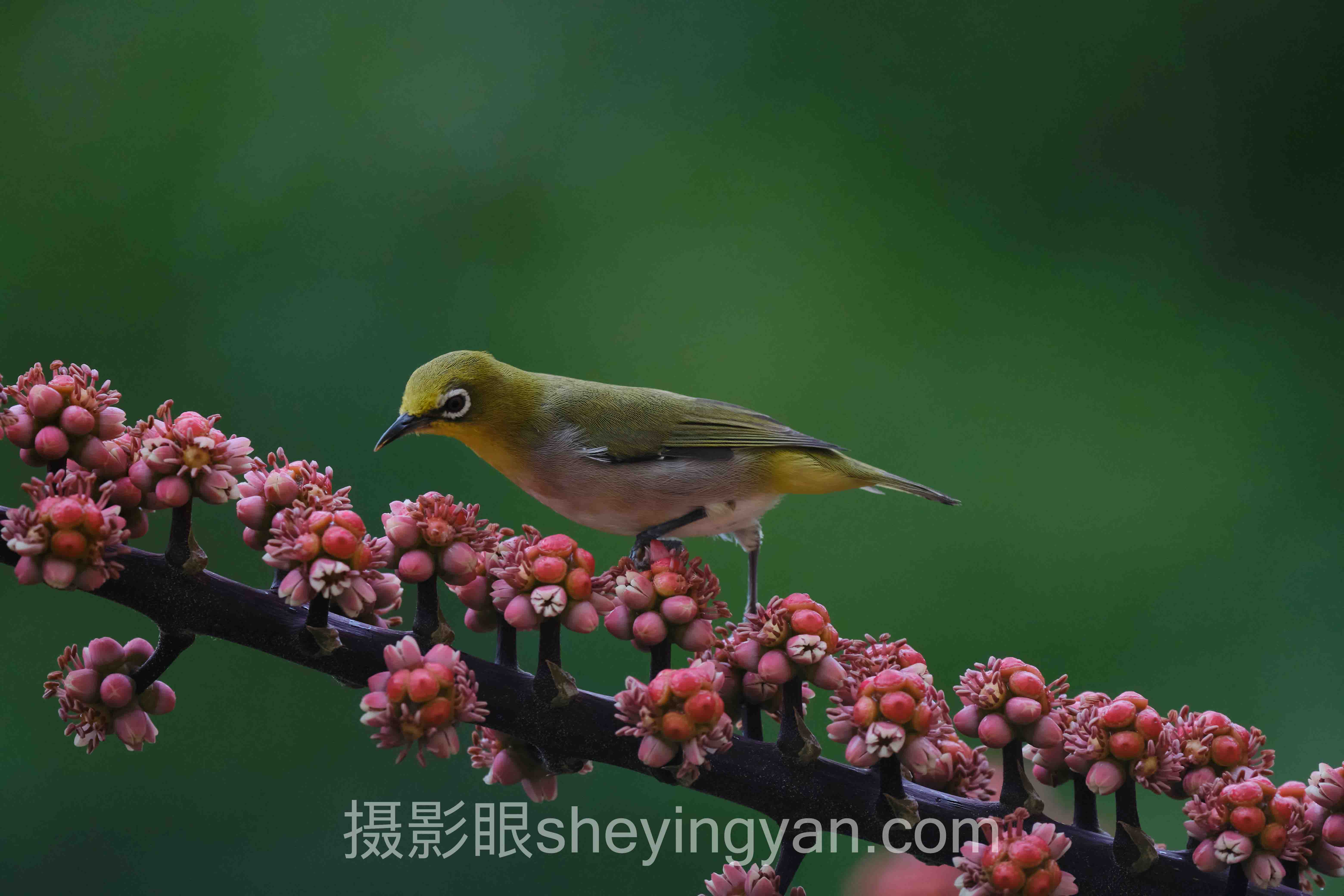 照片点评