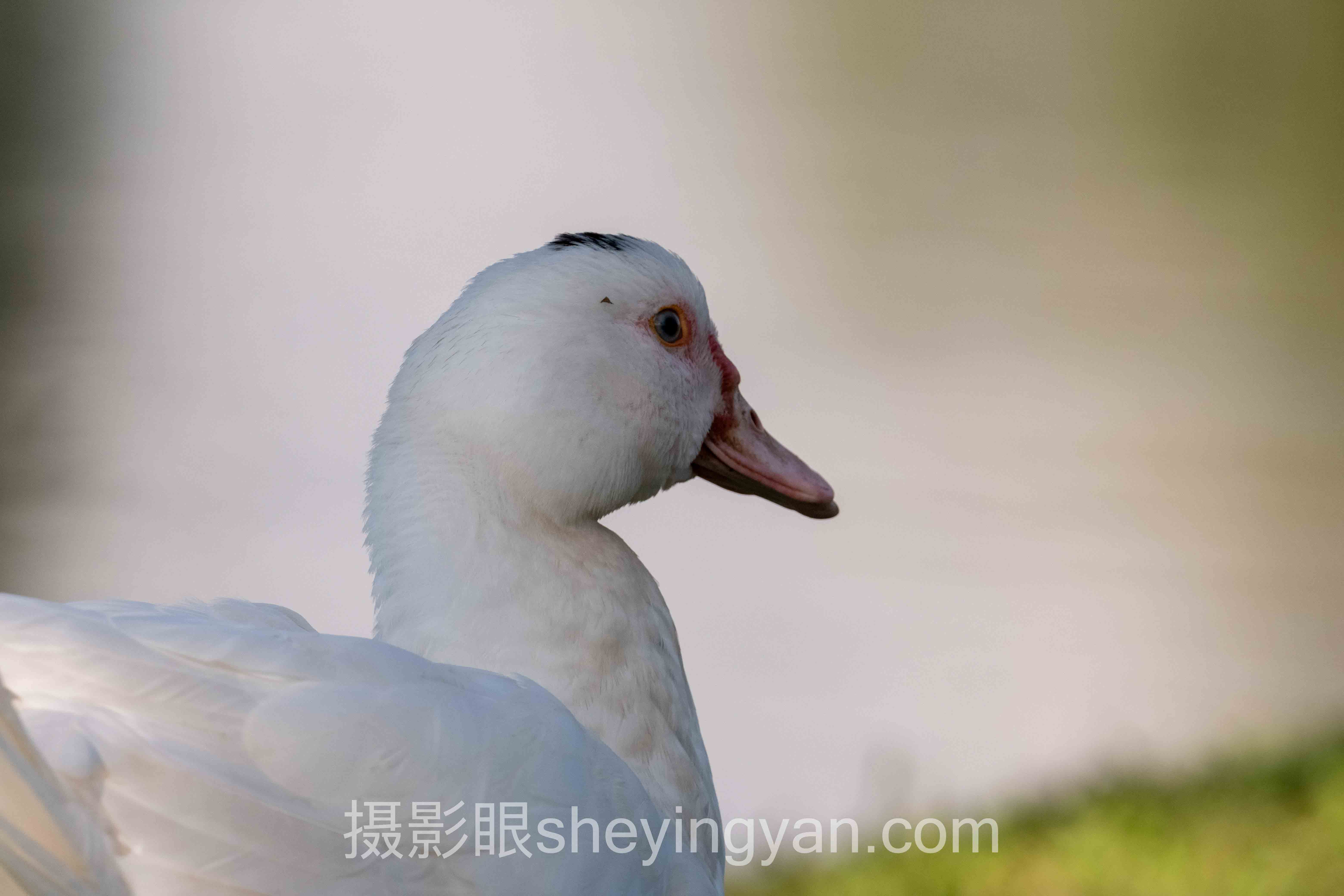 怎么看相机拍的照片好不好深度评测：4种选择全面解析
