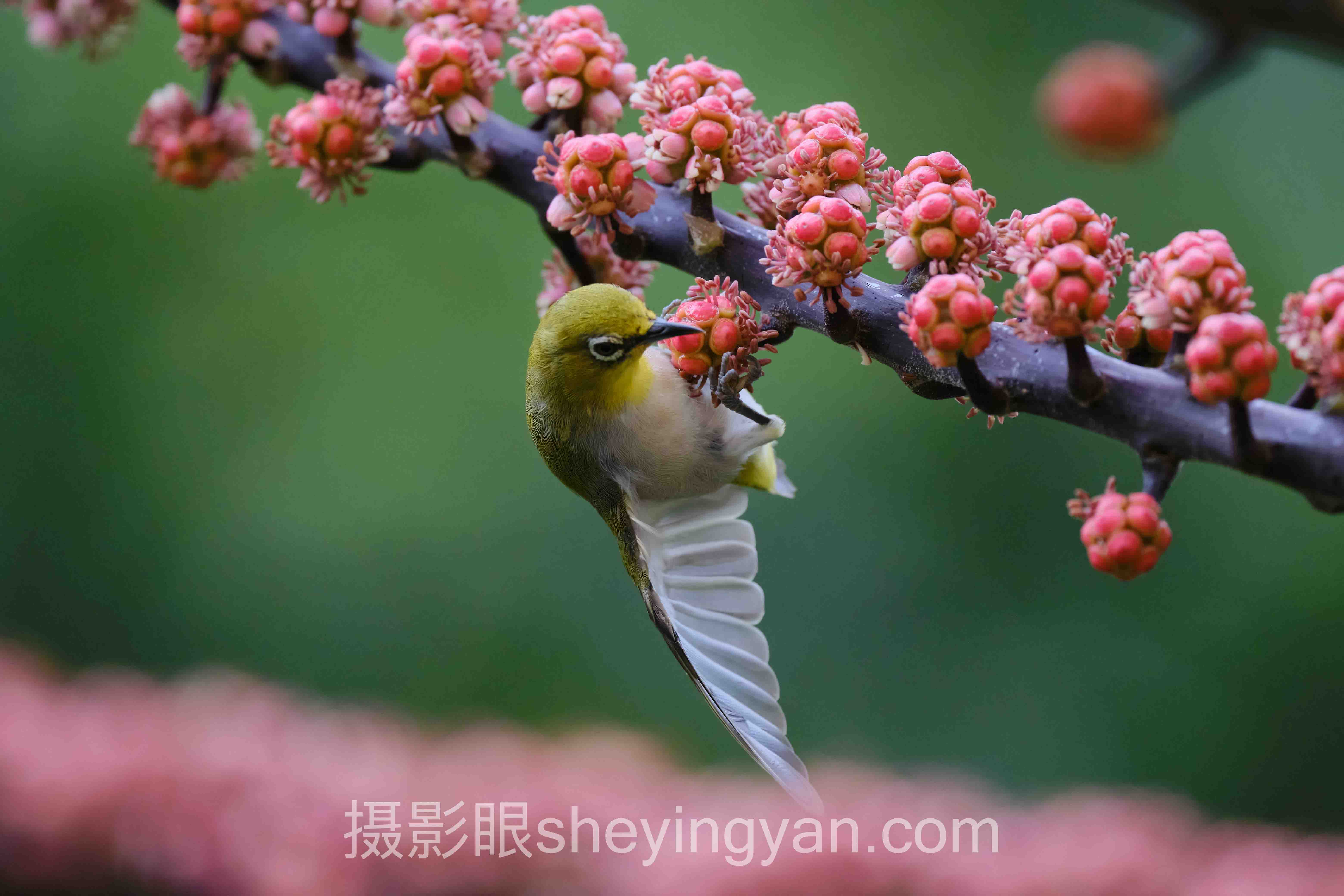 导师工坊