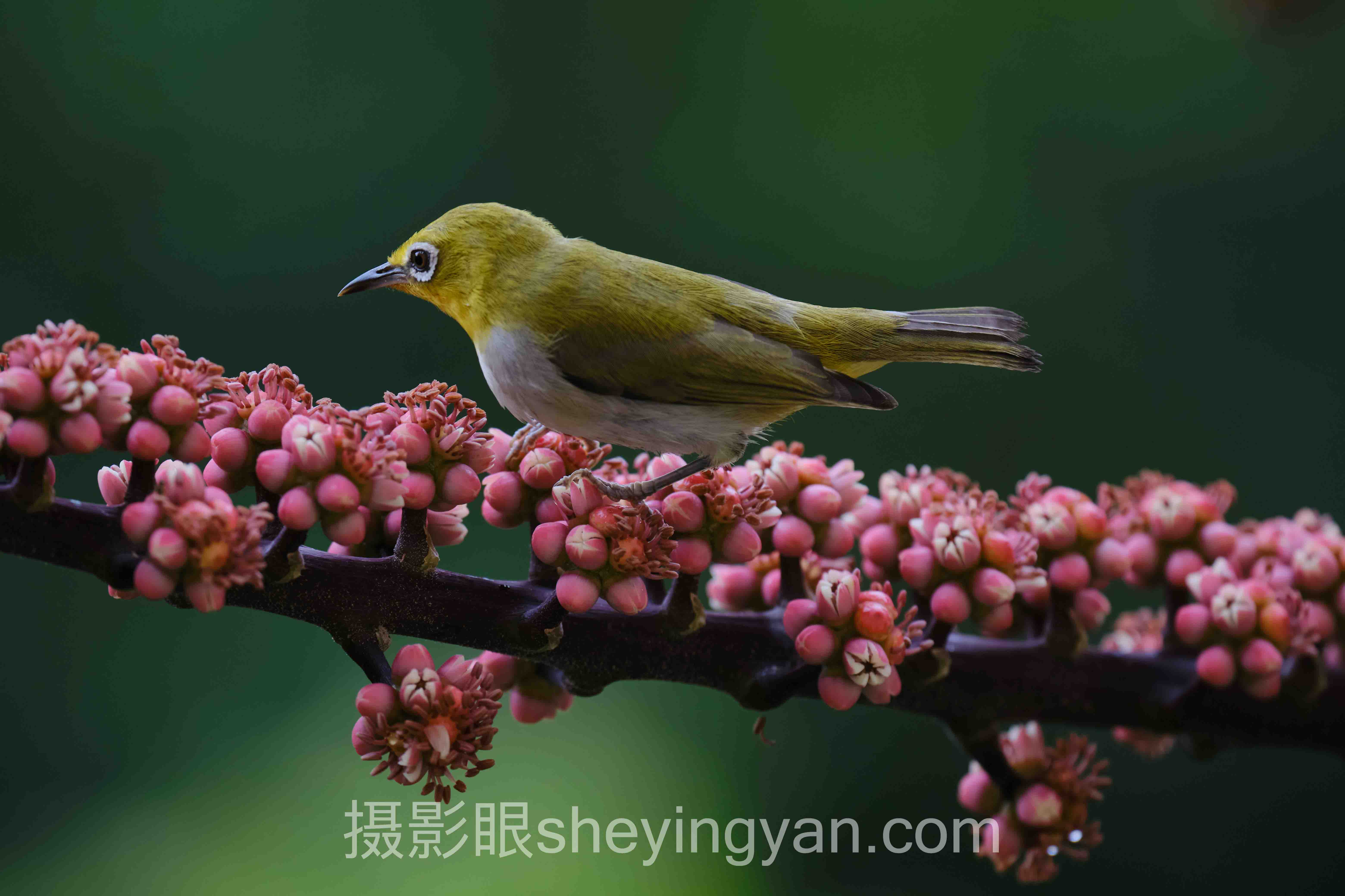摄影眼sheyingyan.com