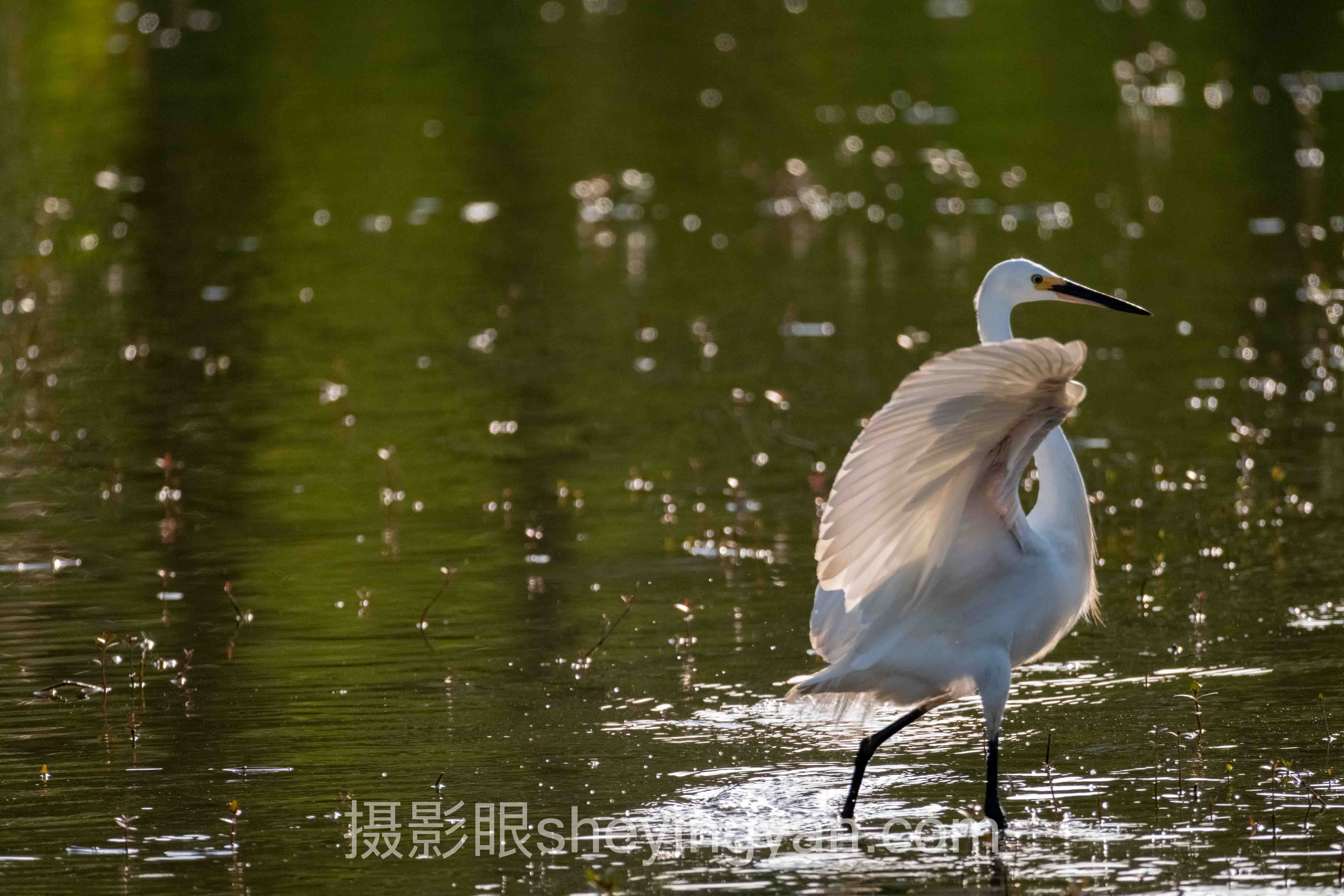 摄影眼官网测试入口十人谈：多位专家的核心观点汇总